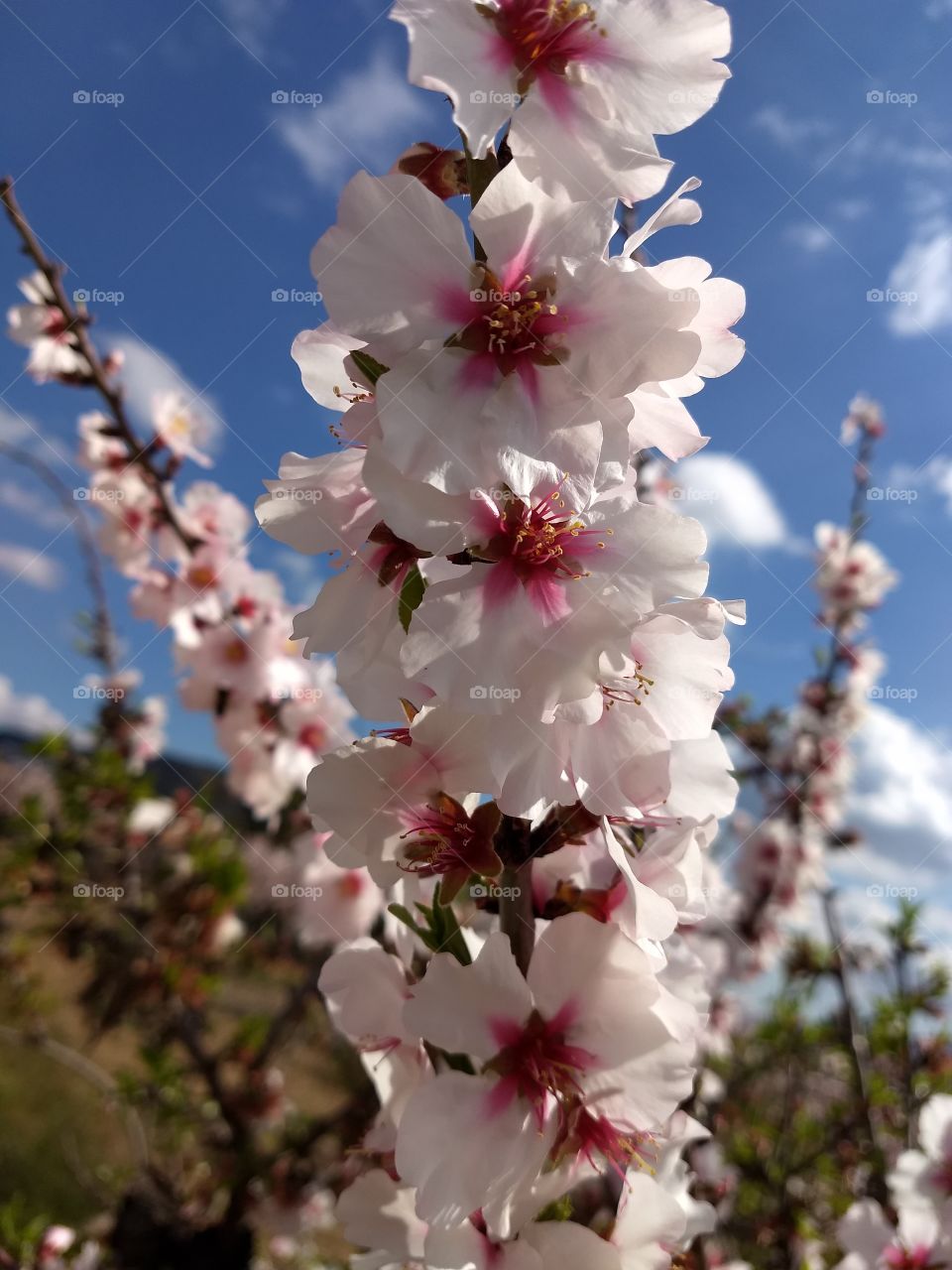 Natur Mandelblüte