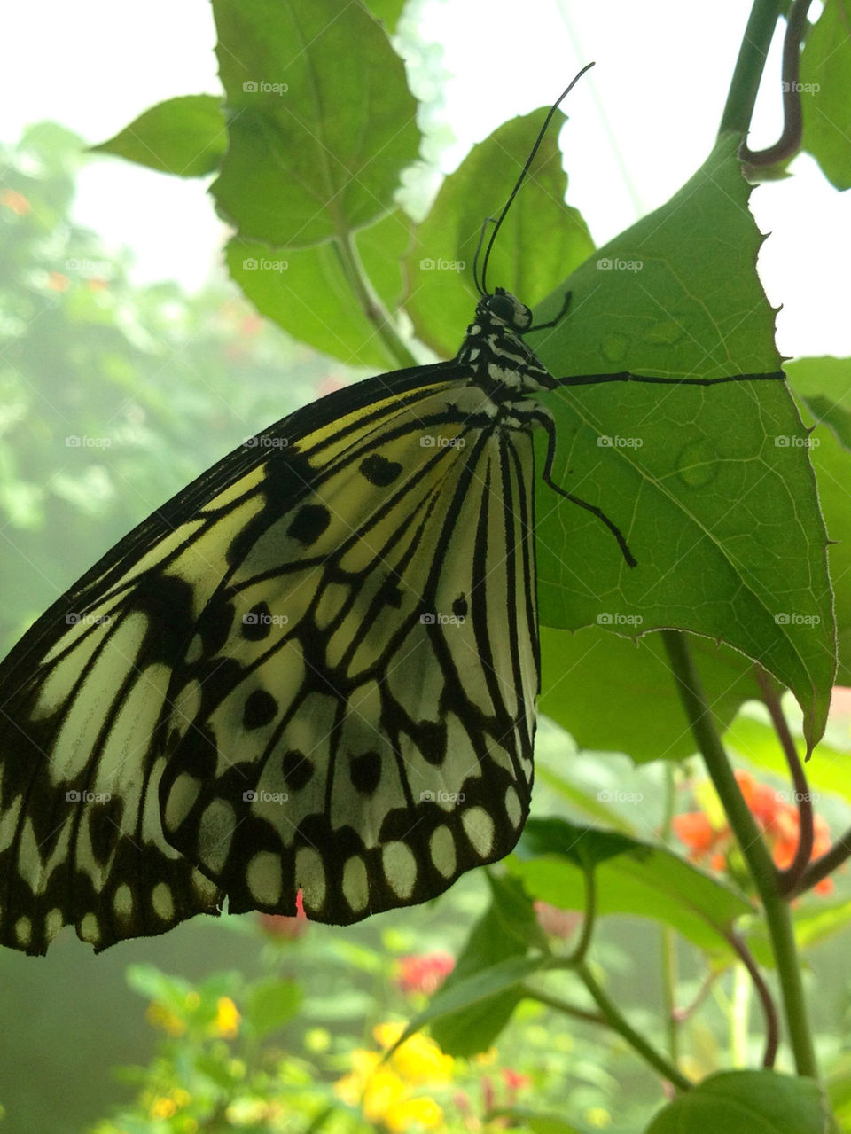 Butterfly house in Chesterfield, St Louis, Missouri at Faust Park