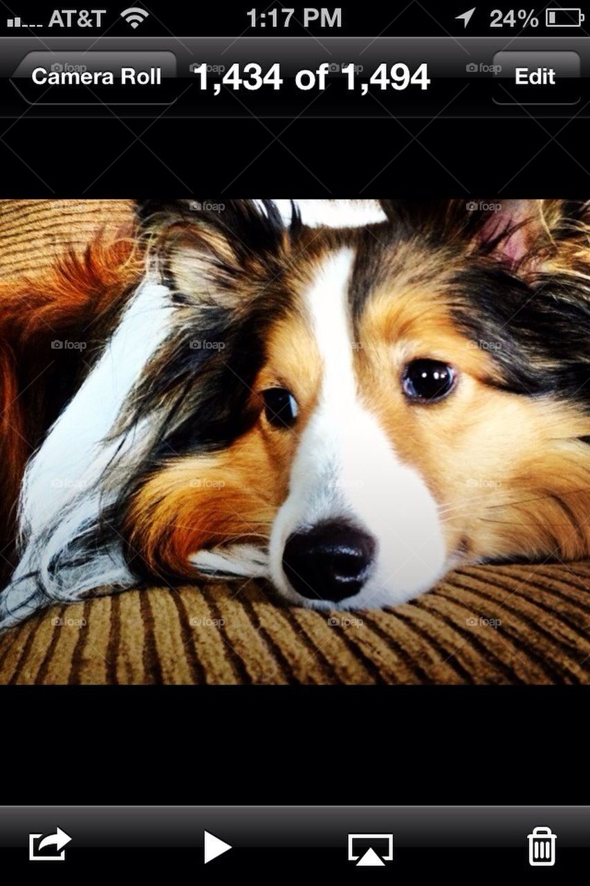 Sheltie love