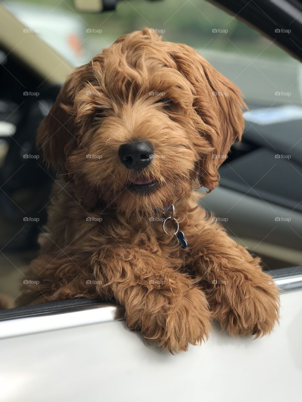 Australian Labradoodle sticking head out car window 