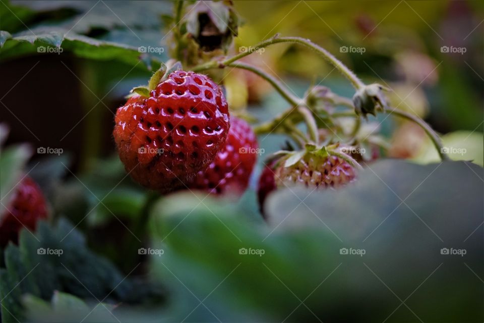 A group of juicy strawberries growing in the summer