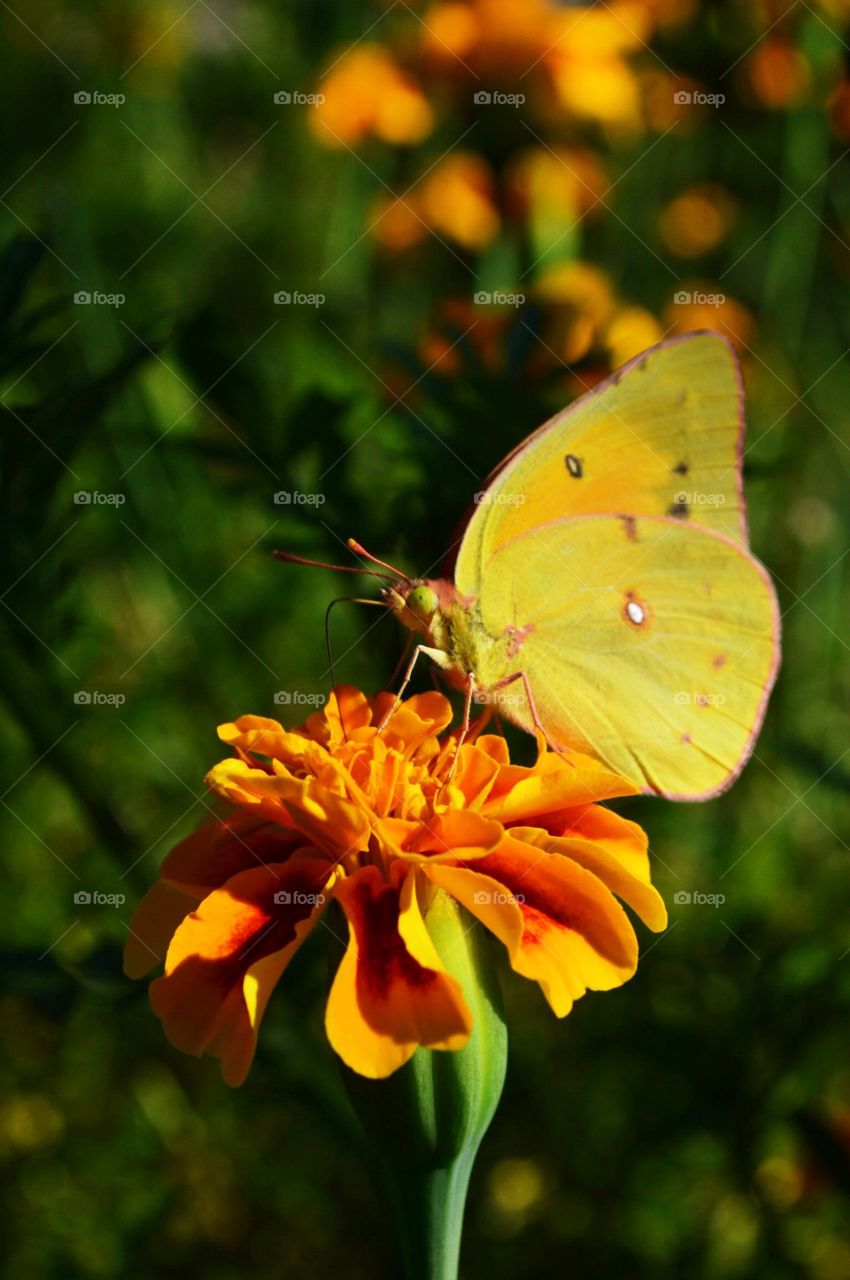 Butterfly resting on a flower 