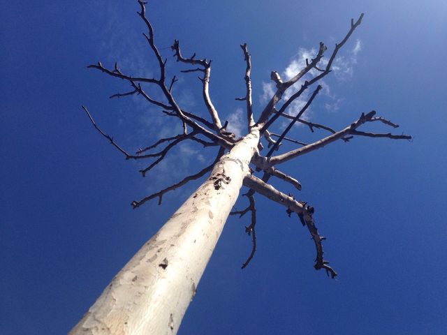 Tree of death