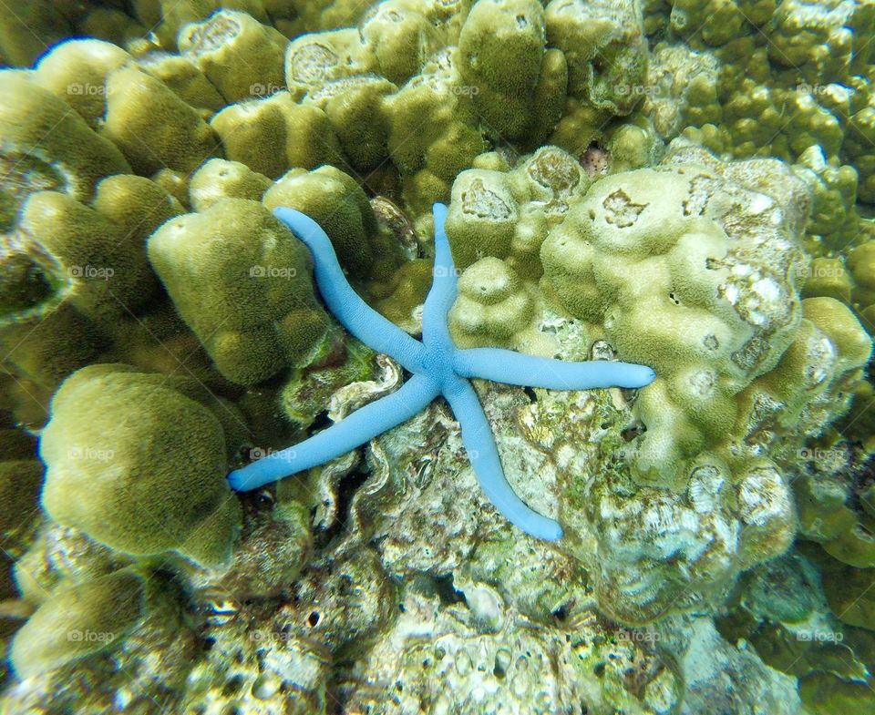 Blue starfish rests on coral in the ocean