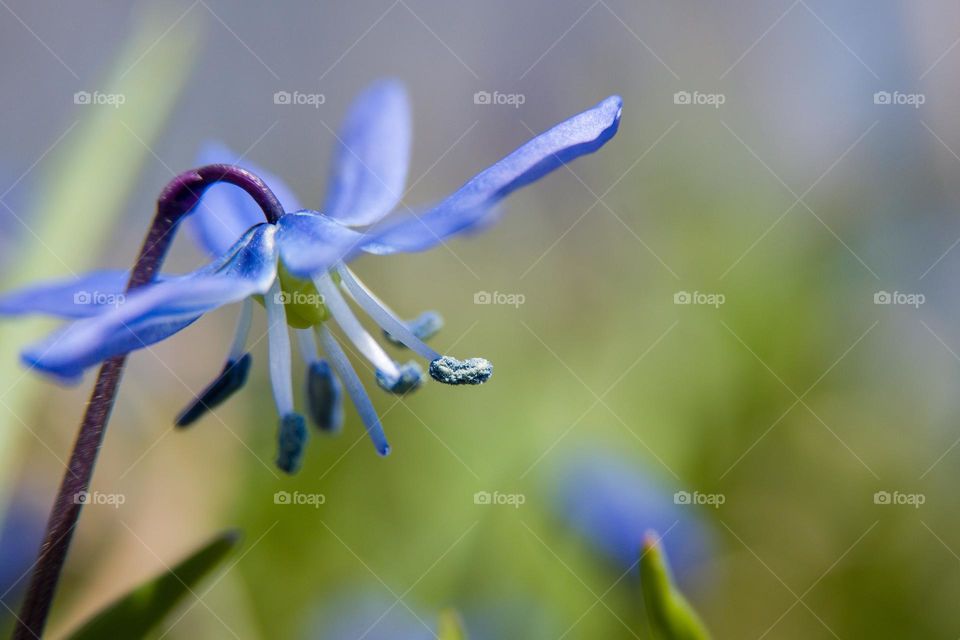 Blue snowdrop