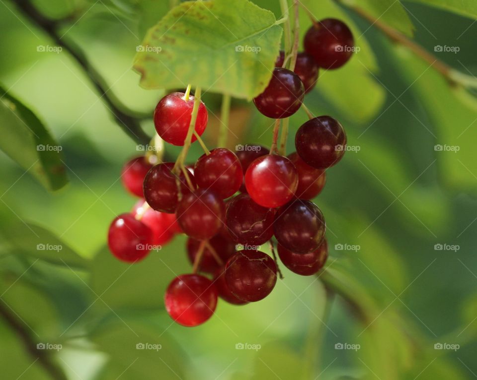 Berries 