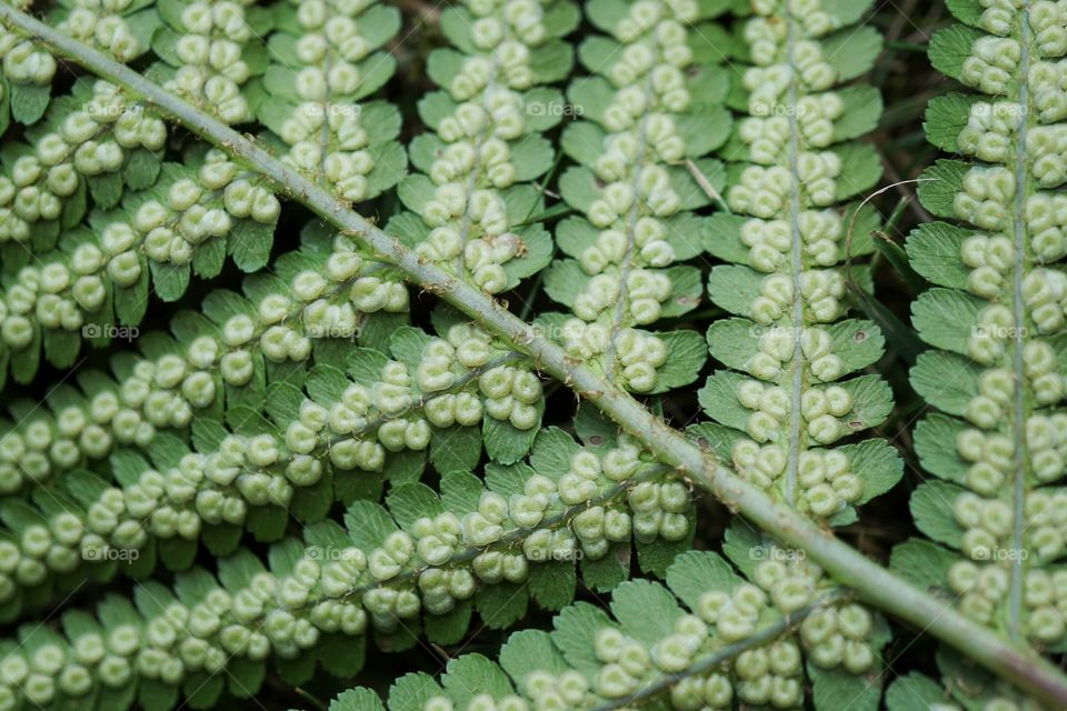 Green Fern