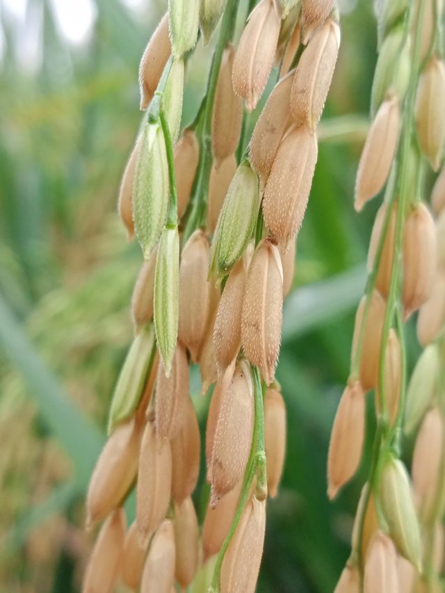oryza sativa (Asian rise)