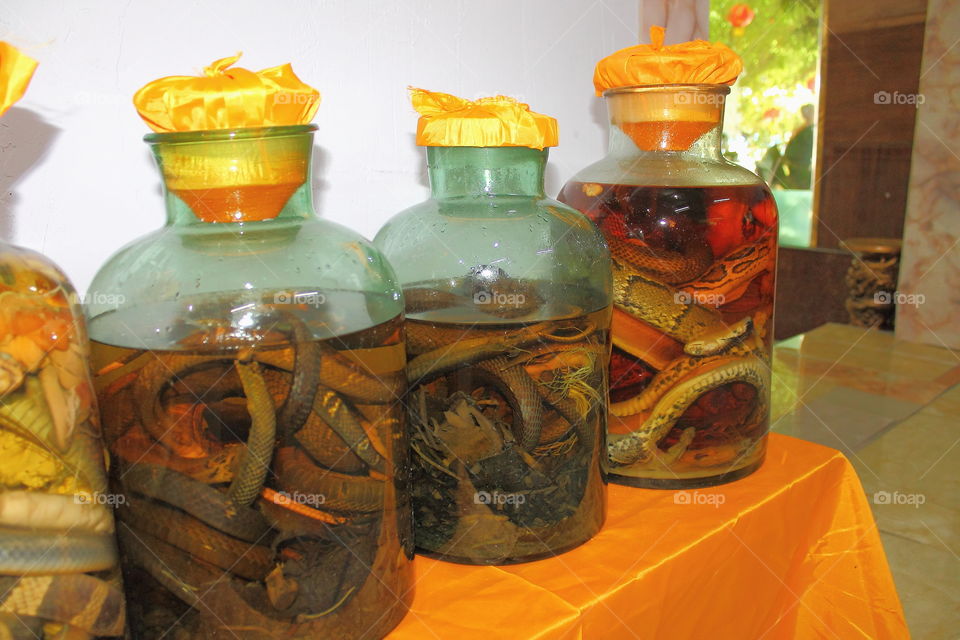 glass jars with preserved in alcohol snakes and scorpions.