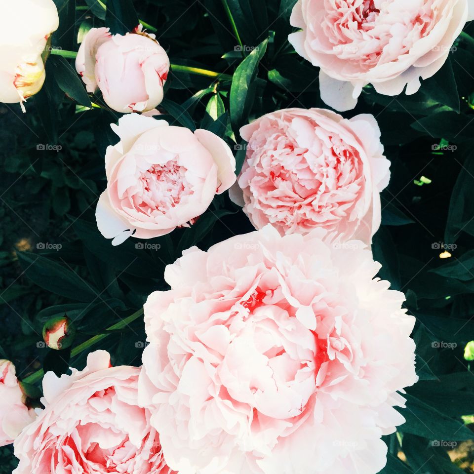 Peonies