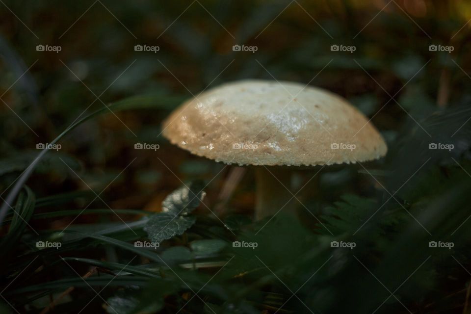 Mushrooms in a autumn sunny forest