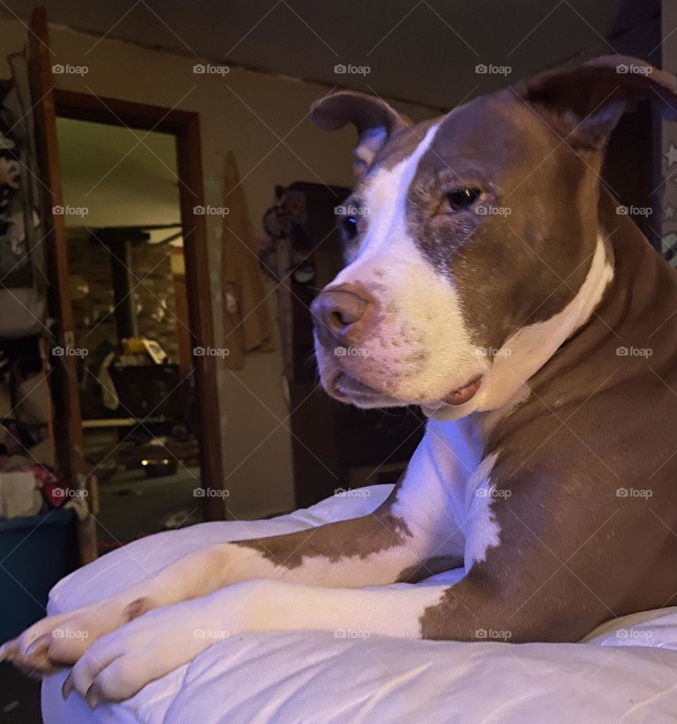 My Senior dog giving me that look! 