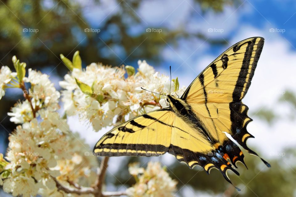 Swallowtail butterfly in flower