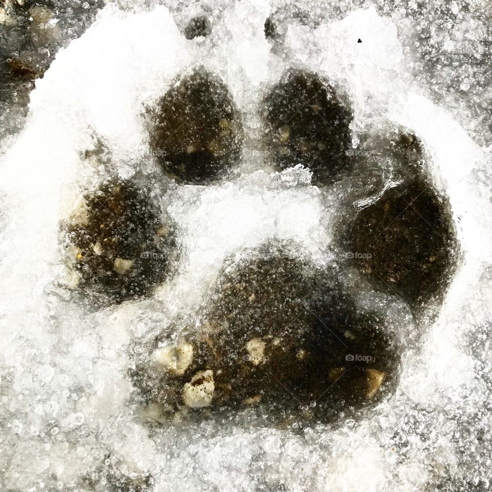 Paw print from a young dog exploring in the leftover snow remaining from the previous nights storm 