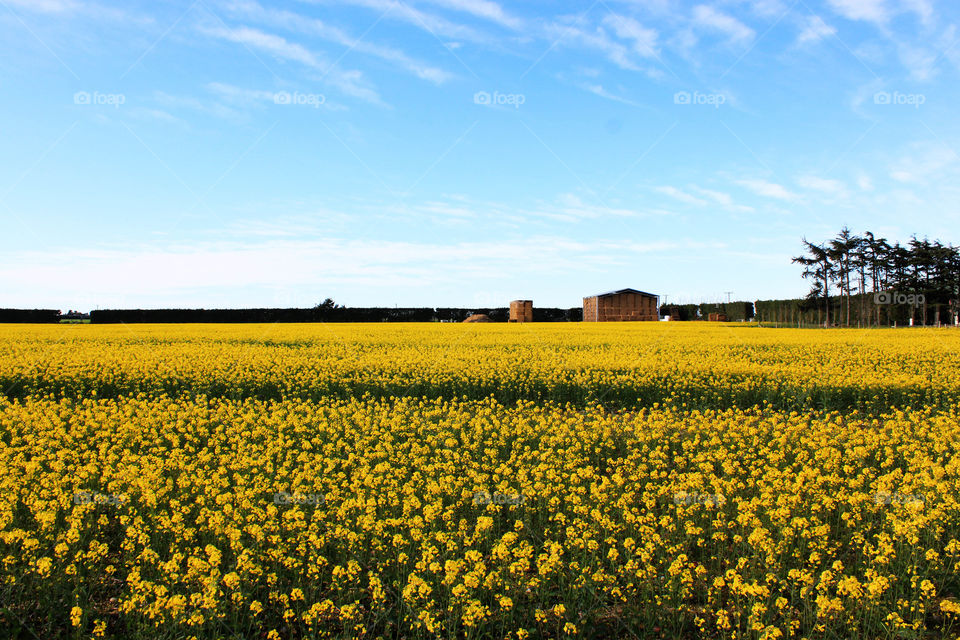 Beautiful flower field