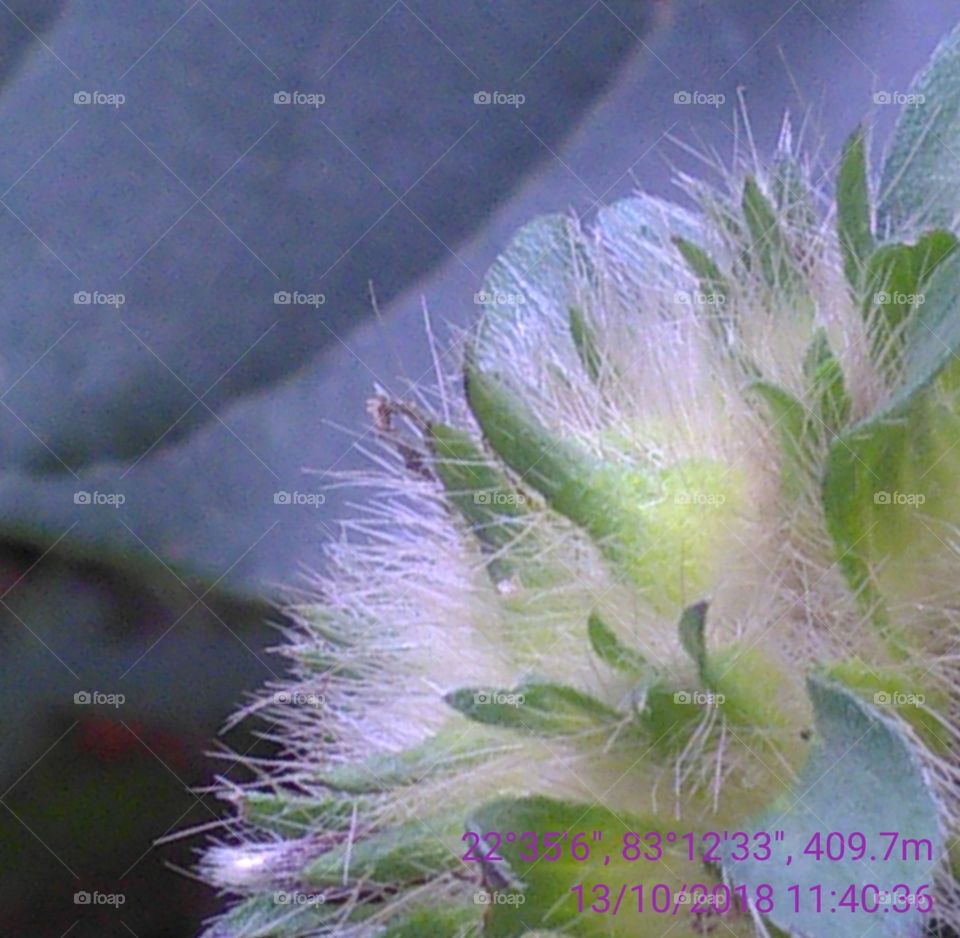 This is a very beautiful leafs like a flowers.