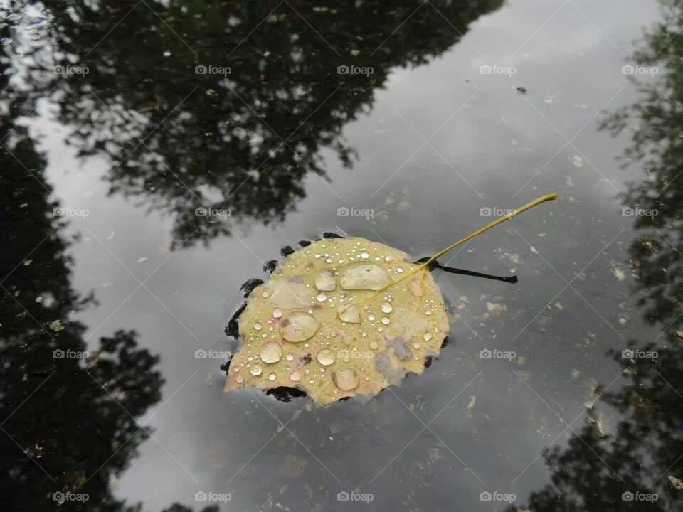 Leaf puddle