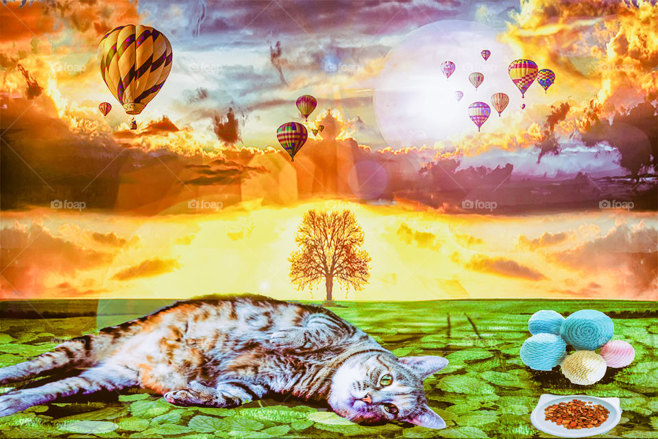 cat daydreams
