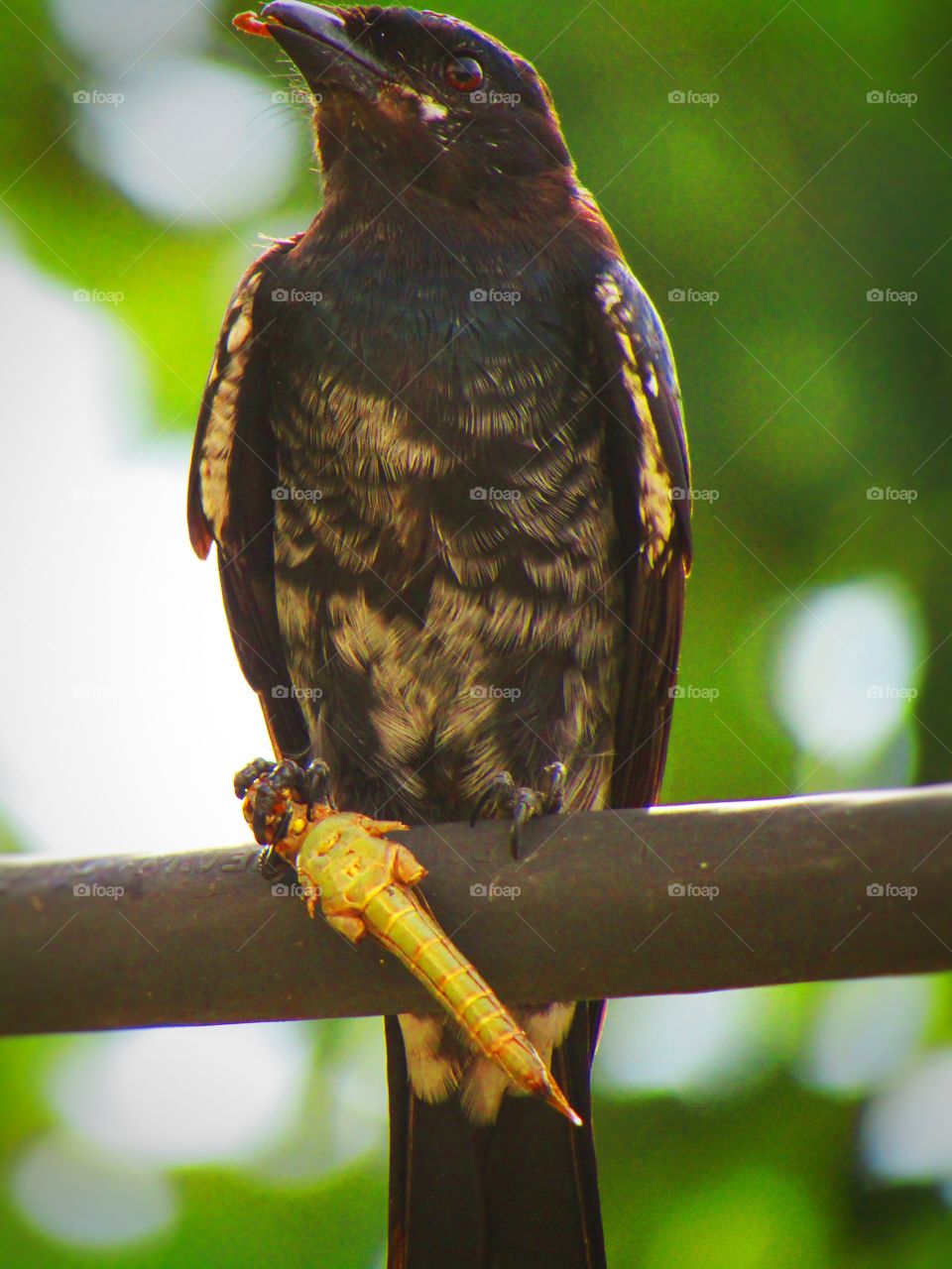 Black drongo eating a grasshopper.
The black drongo (Dicrurus macrocercus) is a small Asian passerine bird of the drongo family Dicruridae.