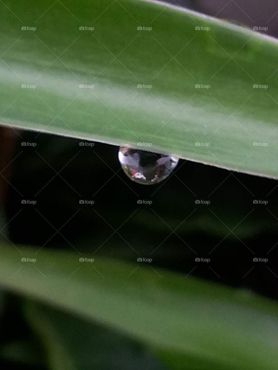 dew drop