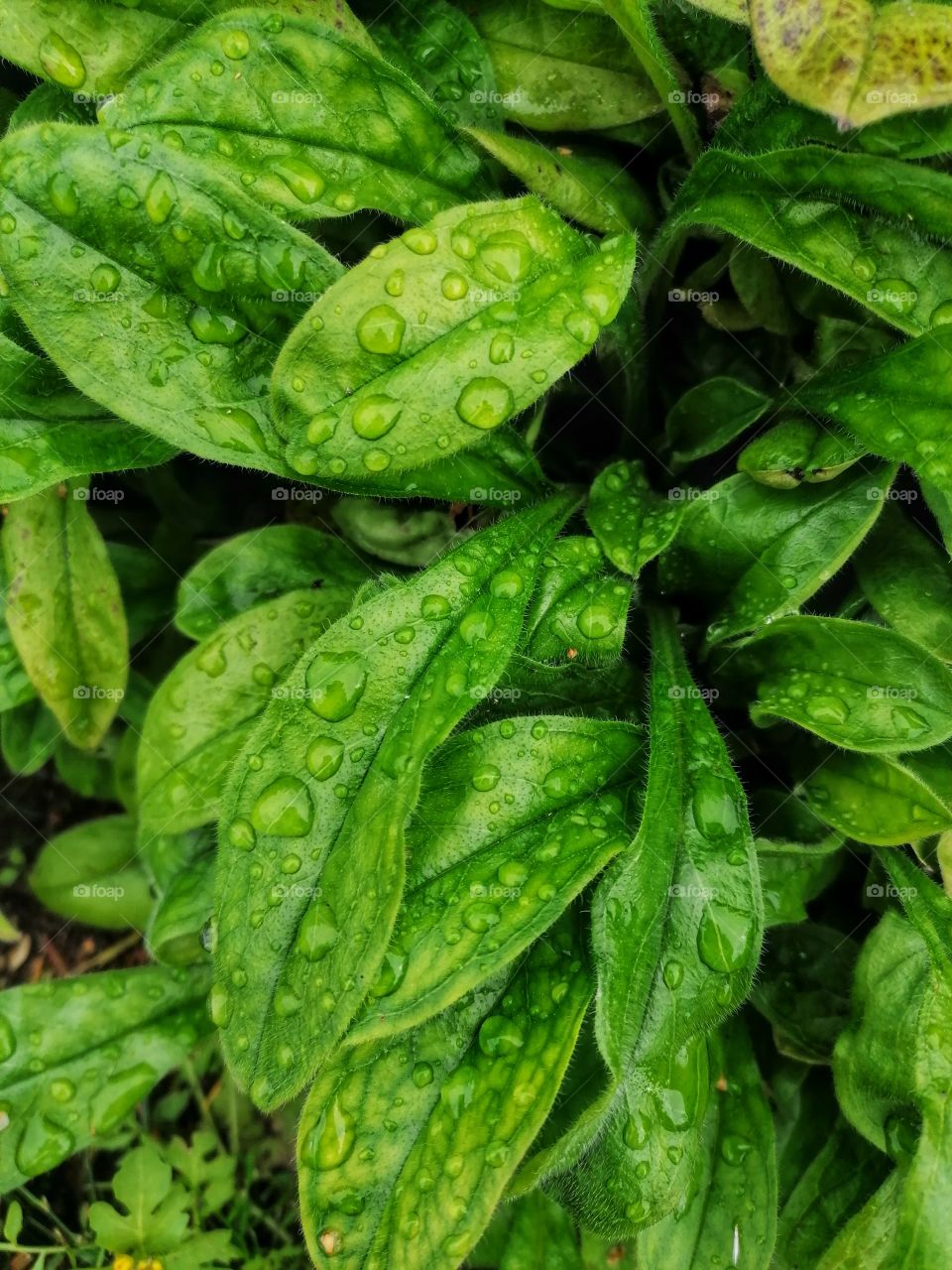 Dew drops on the leaves of a green plant