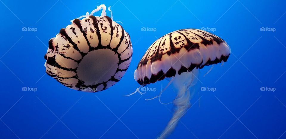 purple spotted jelly buddies