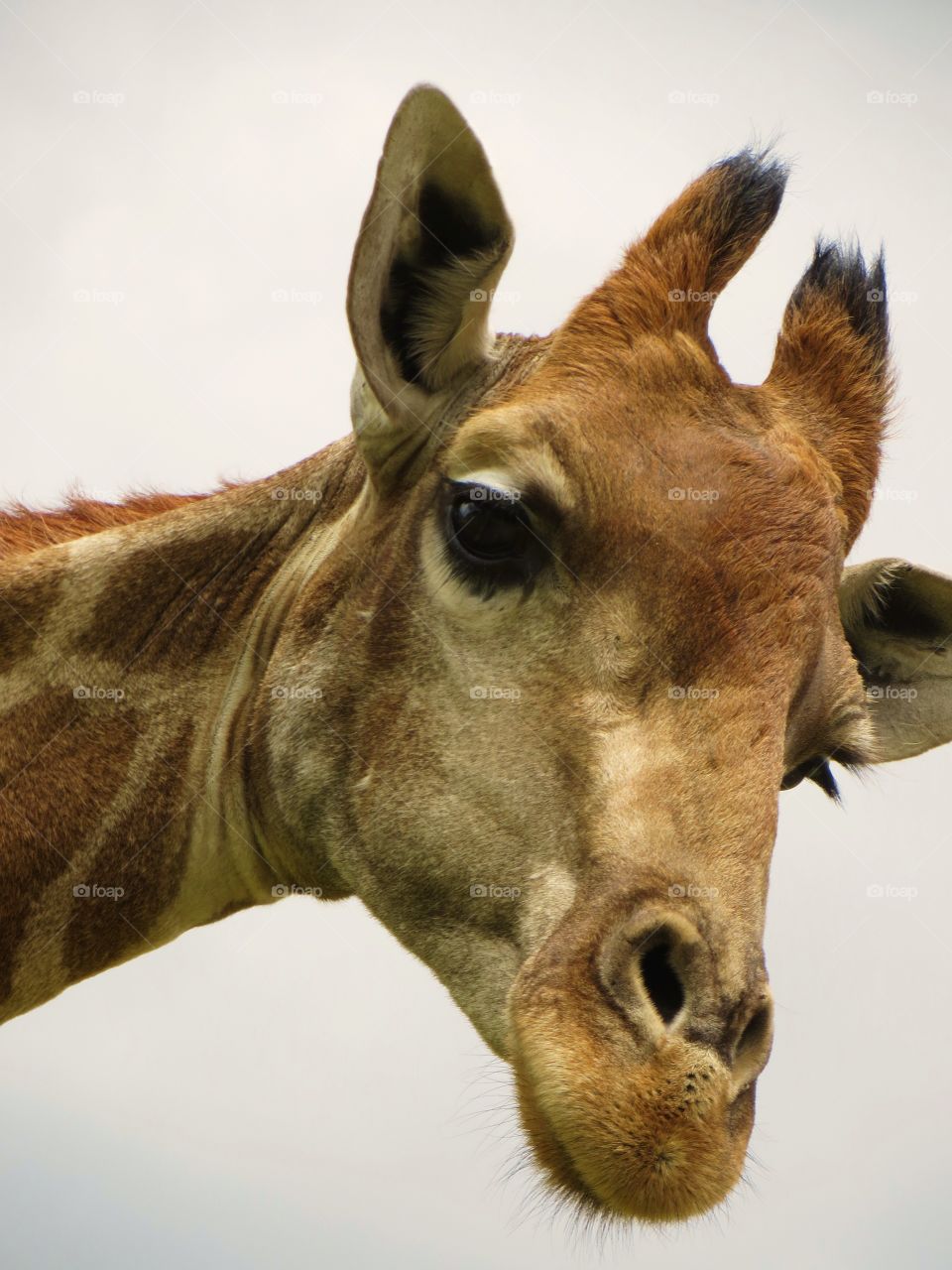 giraffe coming close