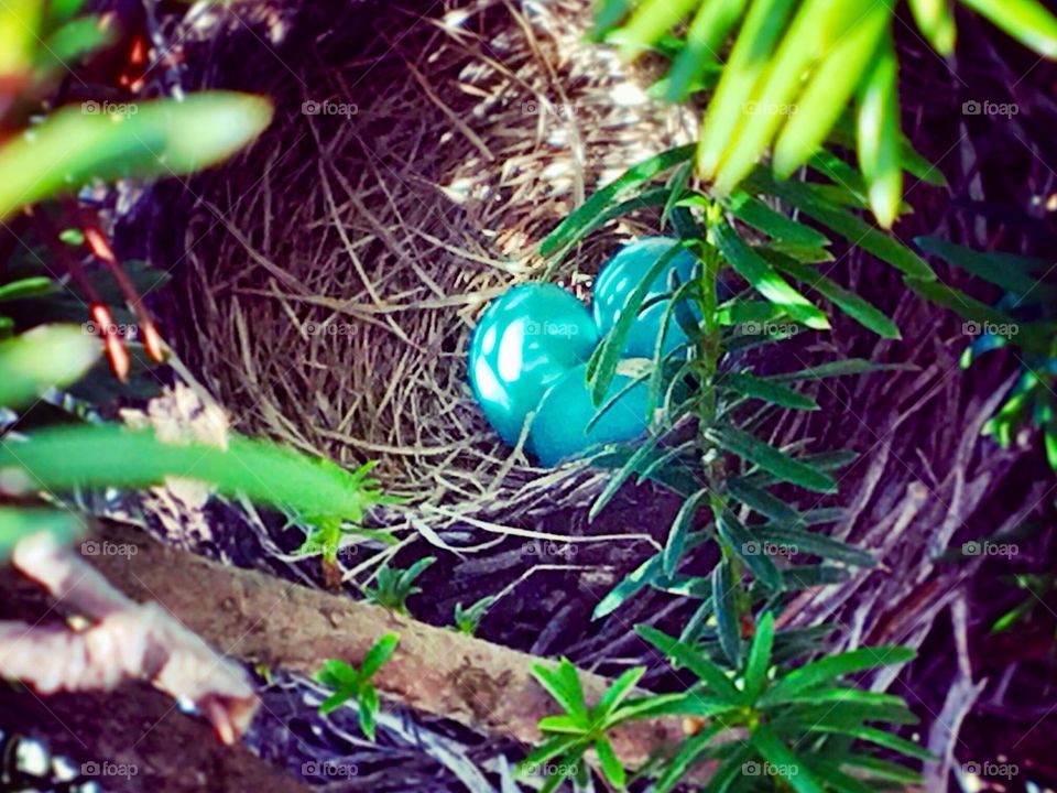 Robin's nest with eggs