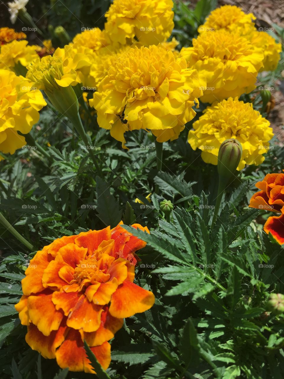 Marigolds 