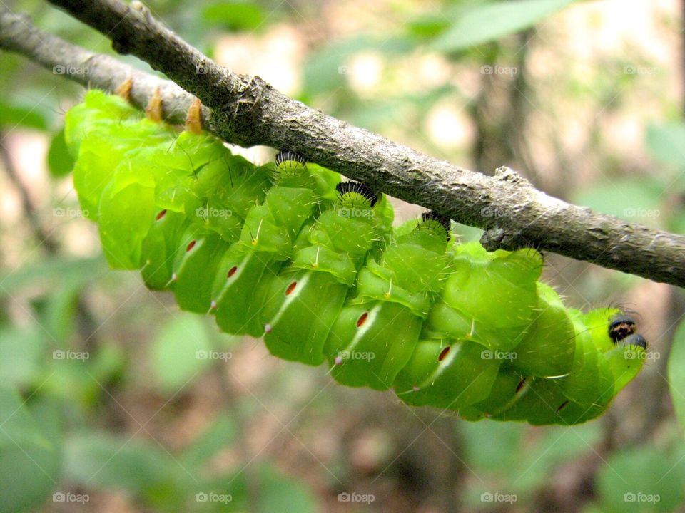 Hanging caterpillar
