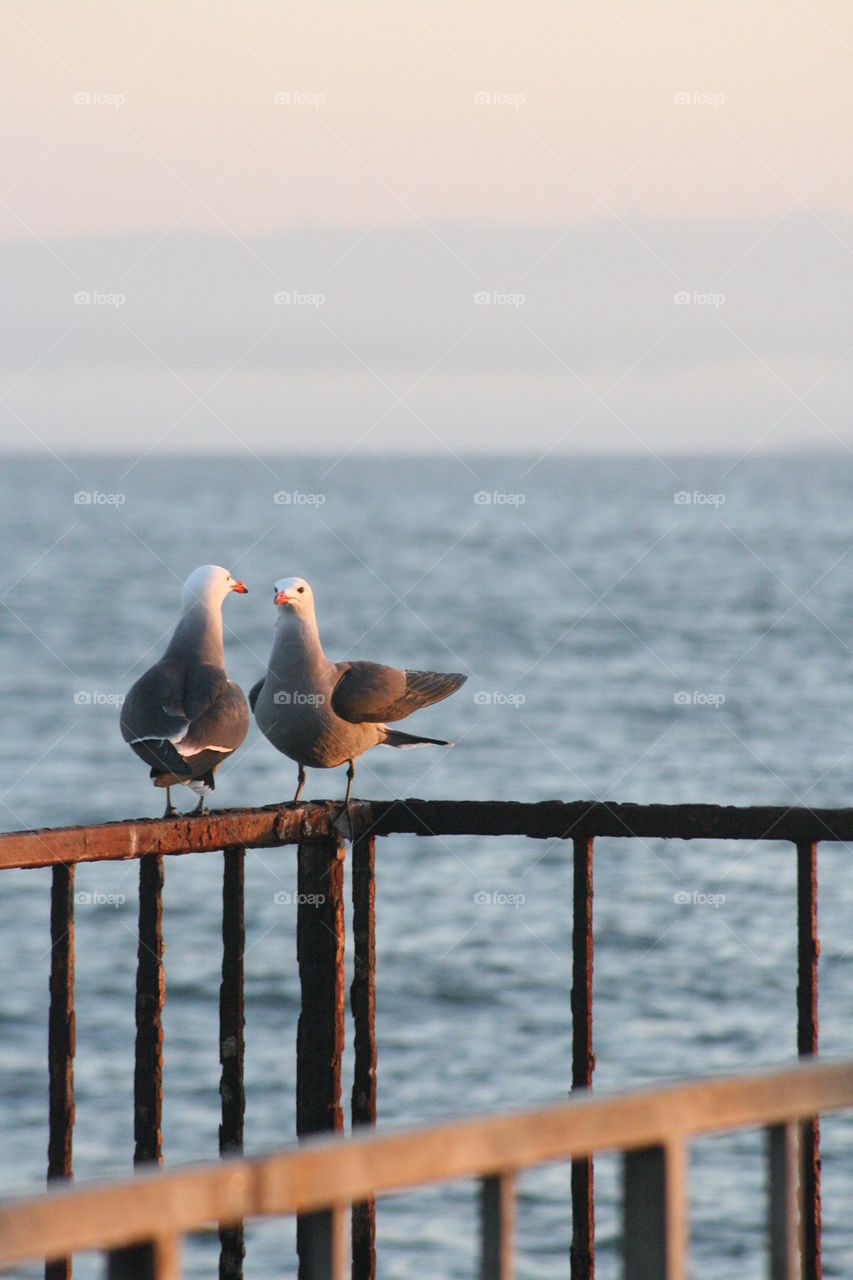 Seagulls on pier