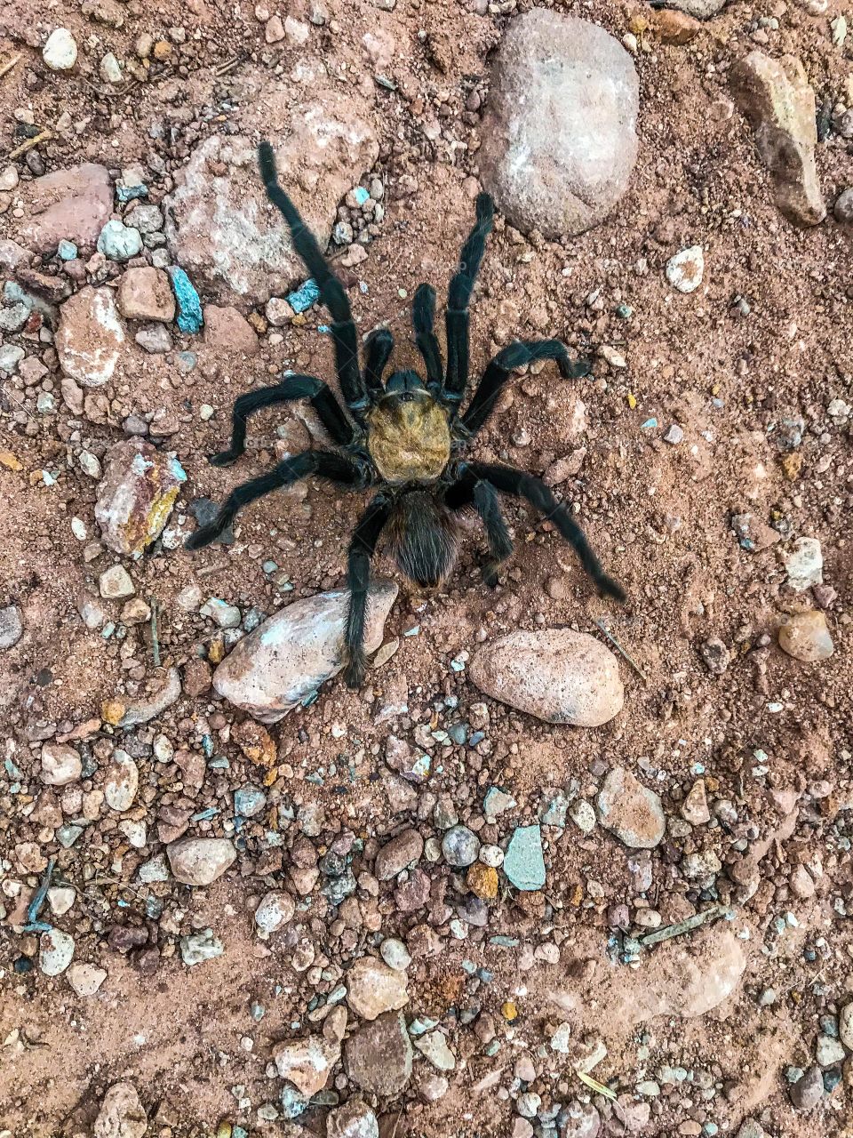 Tarantula that I almost stepped on in Palo Duro canyon 