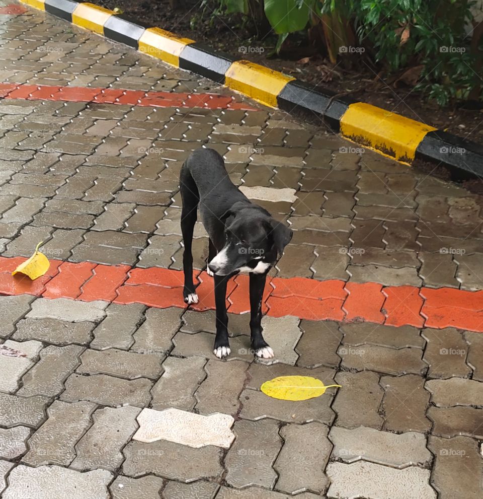 Black and White  Dog and Yellow Leaf🍂 ....
It's Amazing World 
Flora and fauna