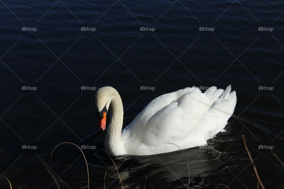 Beautiful swan :)