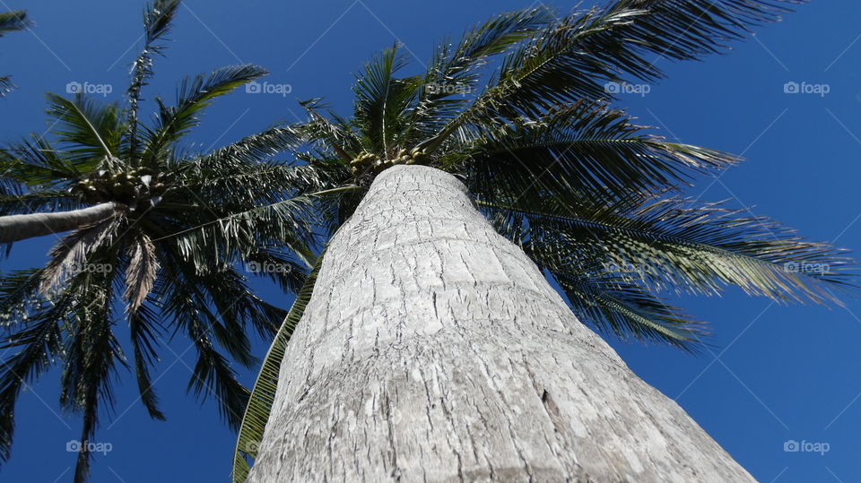 coconut palm tree. Island City Park in Wilton Manors, Florida
