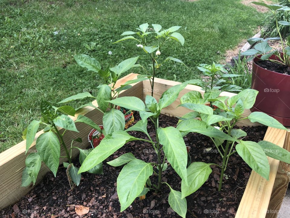 Pepper Plants