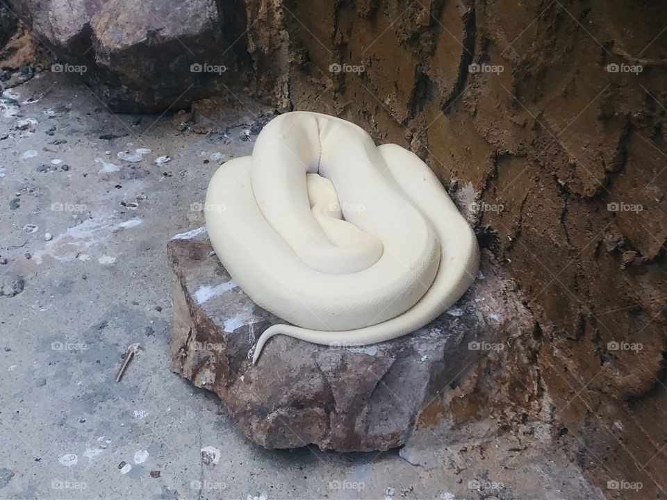 蛇🐍