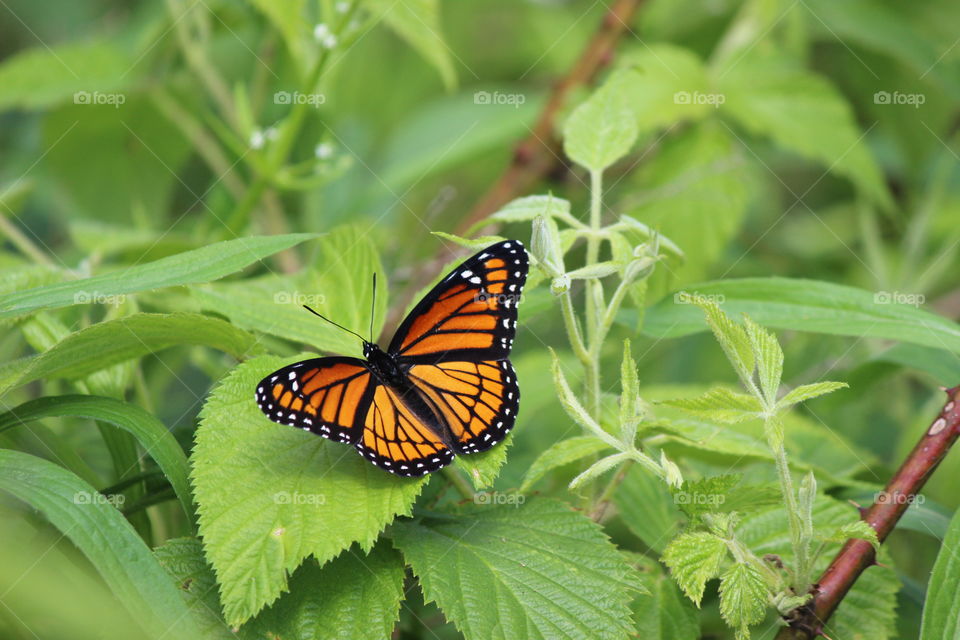 monarch butterfly