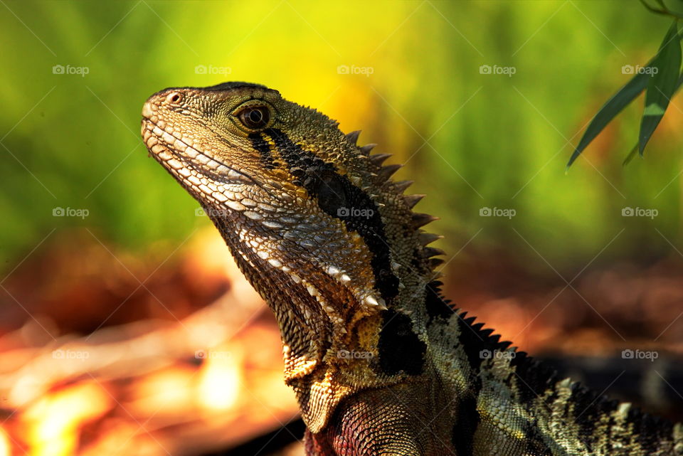 Eastern Water Dragon