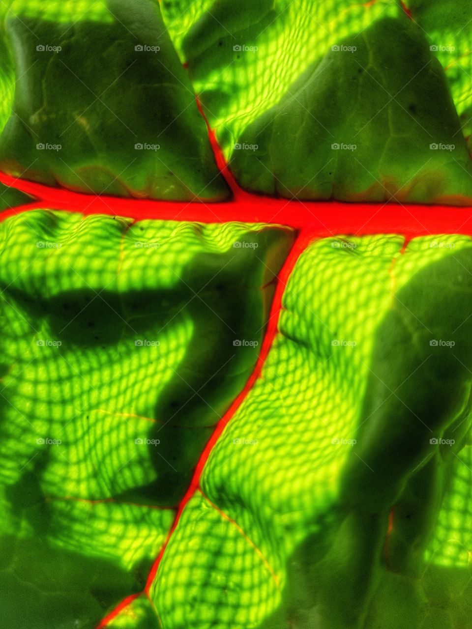 raindow spinach landscape