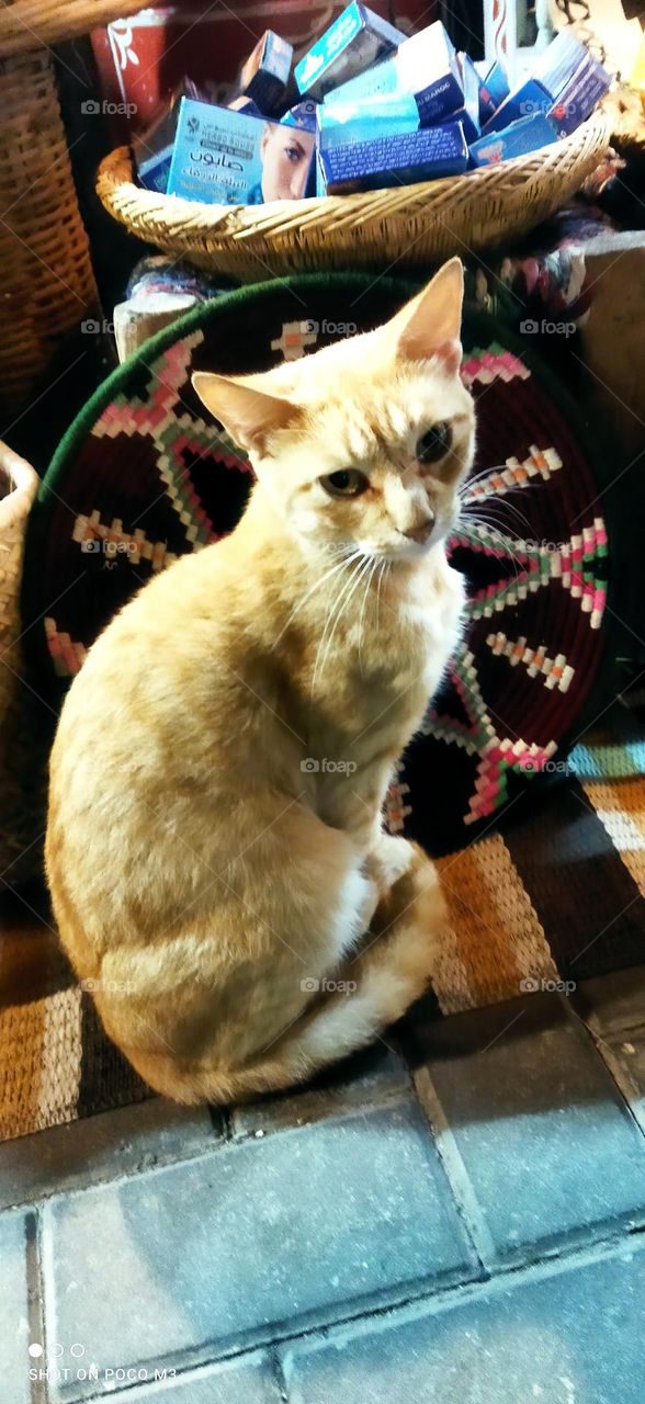 beautiful cat looking at camera.