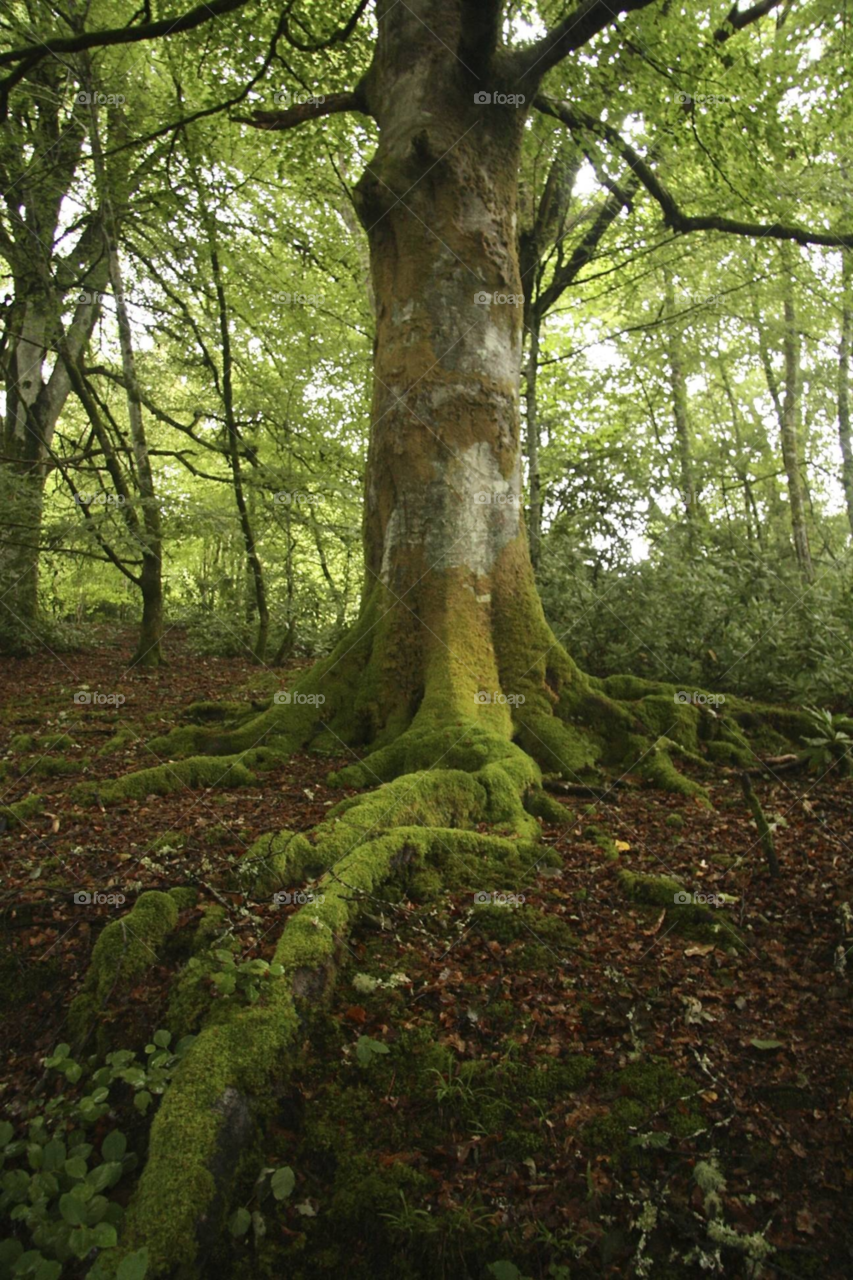 tree forest woodland roots by christomck