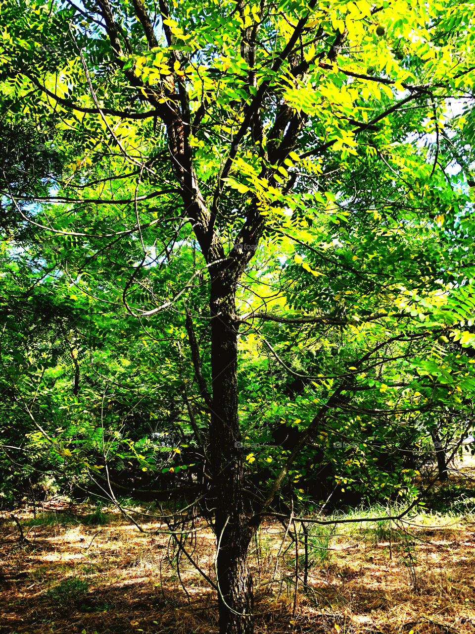 Young Black Walnut Tree