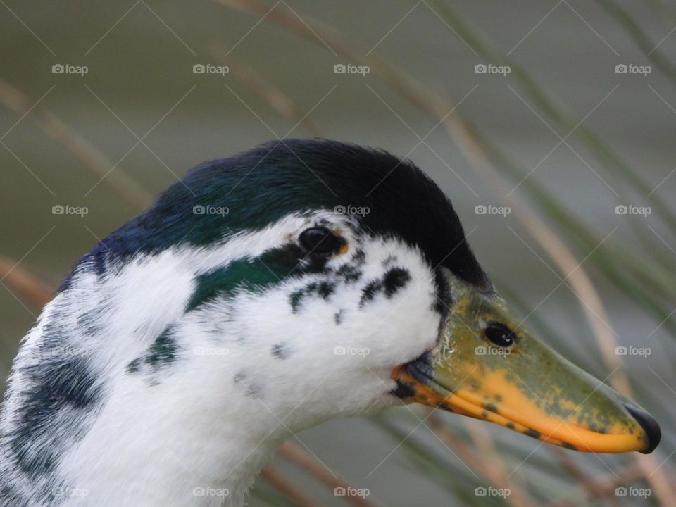 A close up of a duck