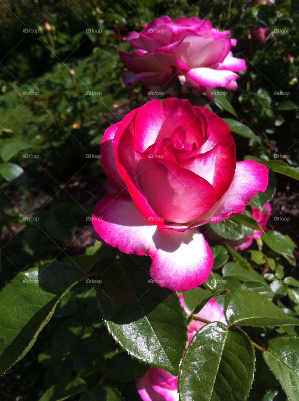 Beautiful pink roses