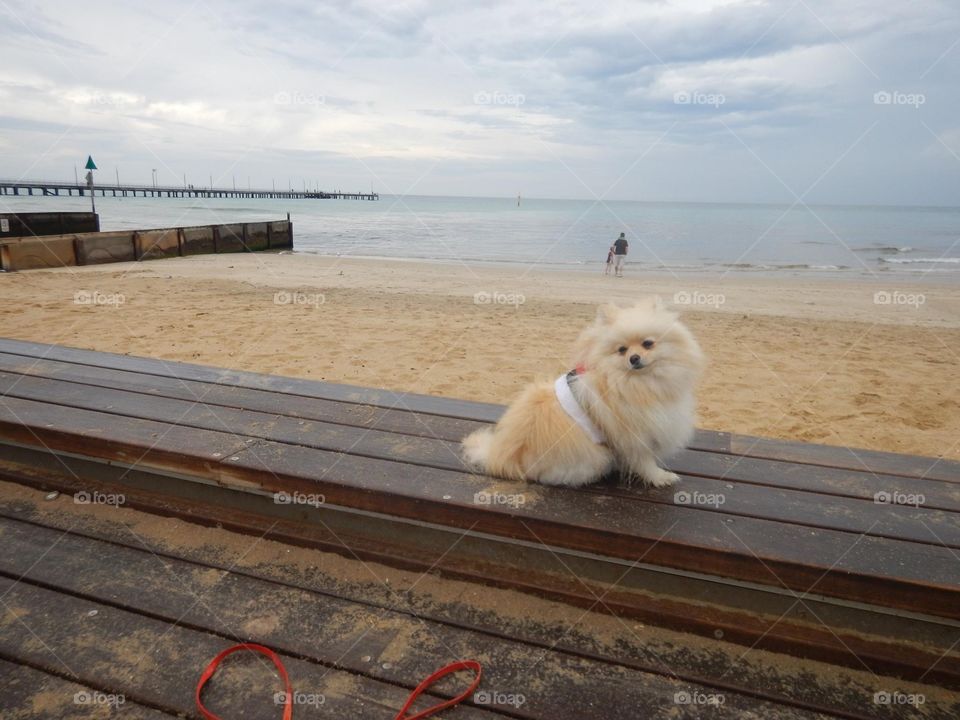 My Daisy and Misty at Green Point Park with the image of sailboat on Brighton Beach - Melbourne Victoria
