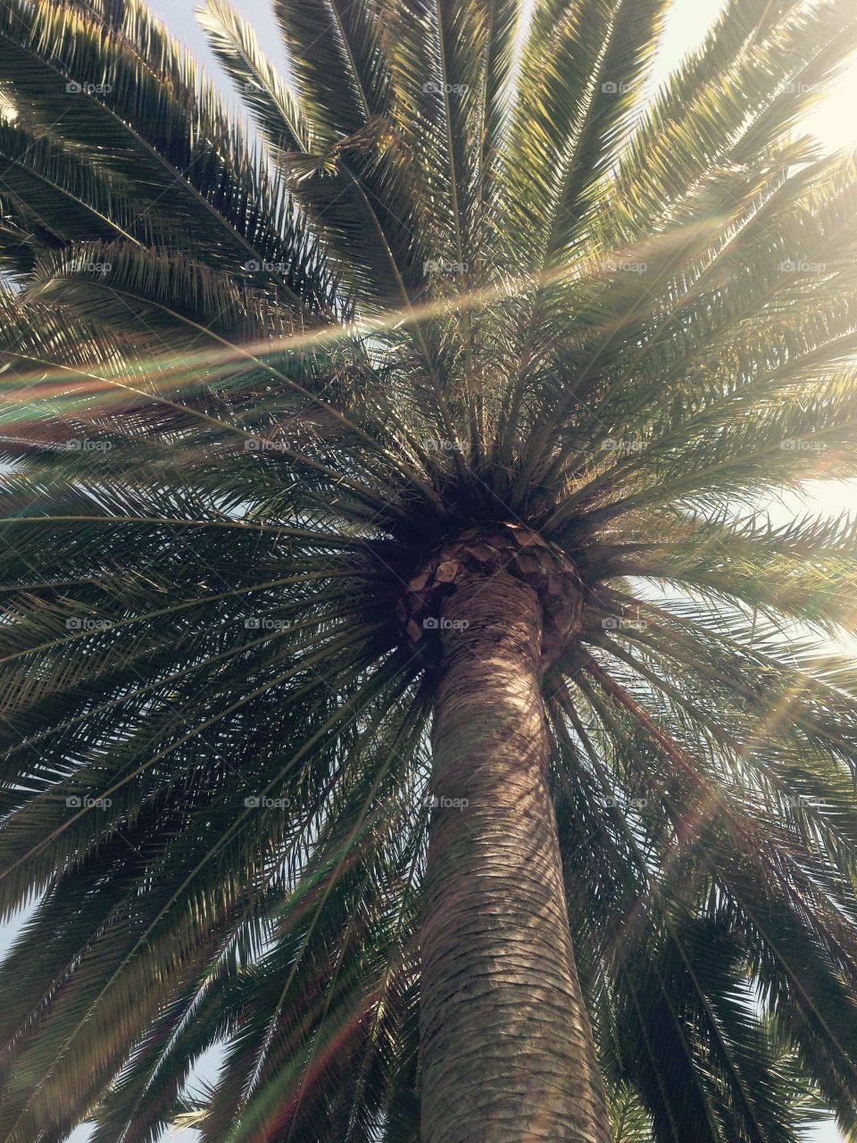 Sunny palm tree