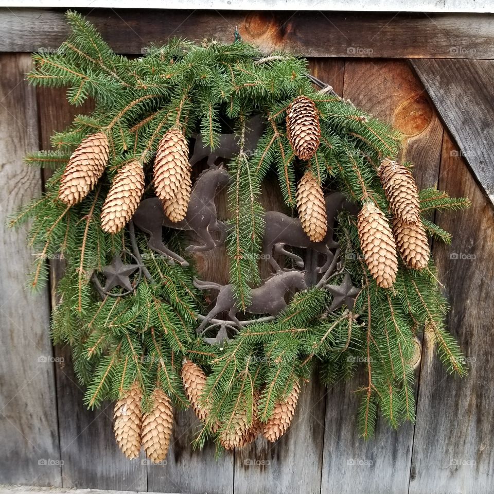 Pine, Cone, Fir, Tree, Winter