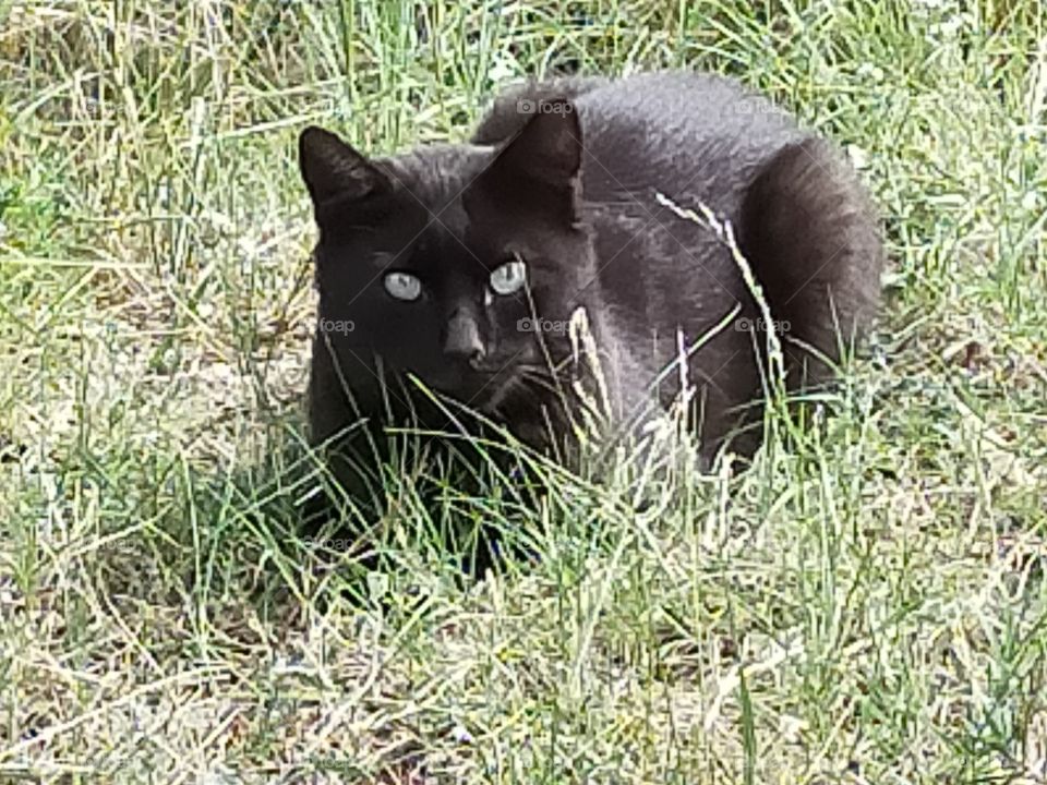 Black Cat with Green eyes