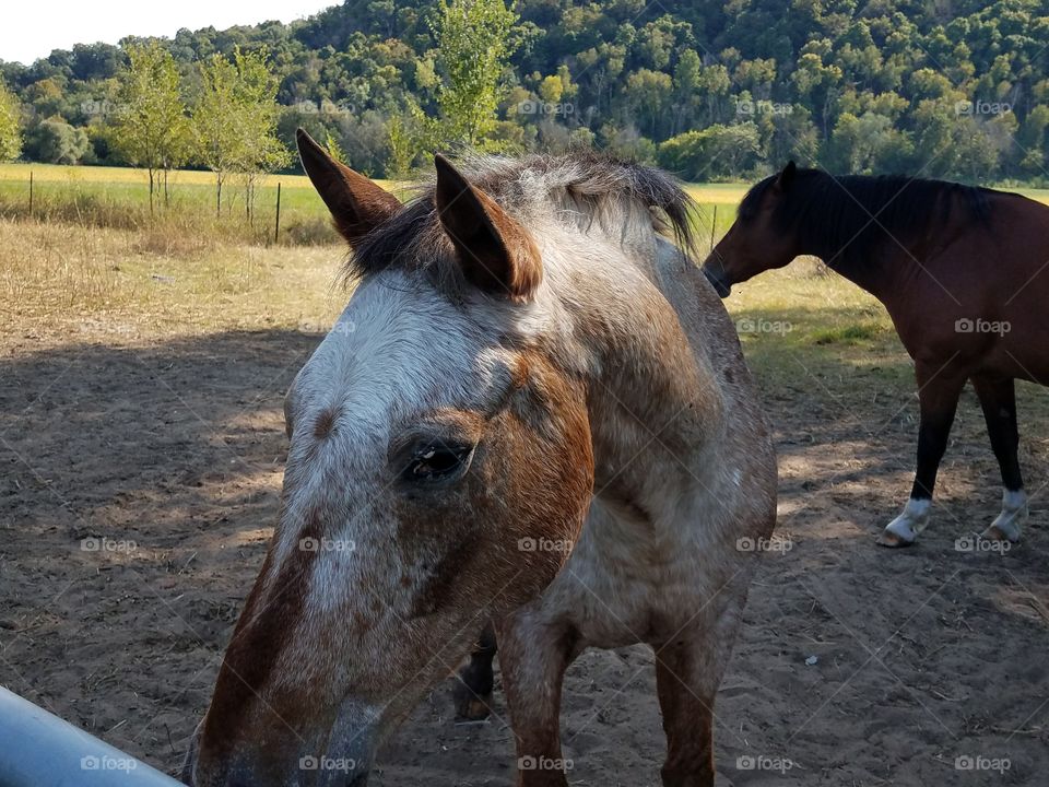 While driving the back roads we love seeing the small farms with the old buildings and the livestock.  It reminds me when I was young.